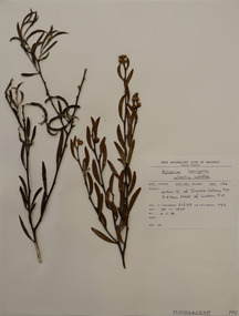 Plant specimen, Alexander Clifford Beauglehole, Acacia lanigera A.Cunn, 20/11/1978
