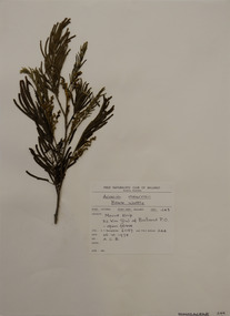 Plant specimen, Alexander Clifford Beauglehole, Acacia mearnsii De Wild, 26/10/1978