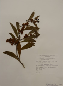 Plant specimen, Alexander Clifford Beauglehole, Acacia melanoxylon R.Br, 23/10/1978