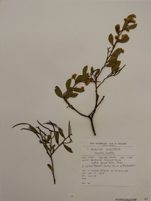 Plant specimen, Alexander Clifford Beauglehole, Acacia myrtifolia (Sm.) Willd, 23/10/1978