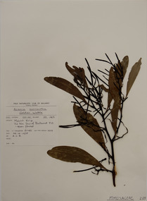 Plant specimen, Alexander Clifford Beauglehole, Acacia pycnantha Benth, 26/10/1978