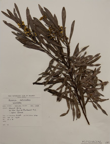 Plant specimen, Alexander Clifford Beauglehole, Acacia provincialis A.Camus, 26/10/1978