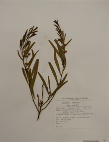 Plant specimen, Alexander Clifford Beauglehole, Acacia stricta (Andrews) Willd, 24/10/1978