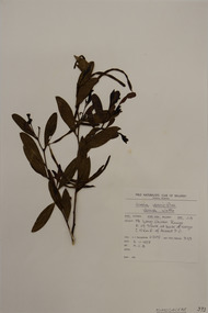 Plant specimen, Alexander Clifford Beauglehole, Acacia verniciflua A.Cunn, 3/11/1978