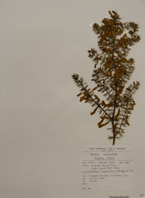 Plant specimen, Alexander Clifford Beauglehole, Acacia verticillata (L’Hér.) Willd, 23/10/1978