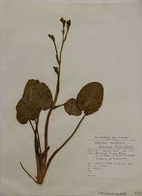 Plant specimen, Alexander Clifford Beauglehole, Ornduffia reniformis (R.Br.) Tippery & Les, 4/11/1978