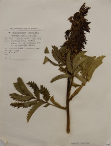 Plant specimen, Alexander Clifford Beauglehole, Melianthus comosus Vahl, 17/11/1978