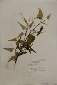 Plant specimen, Alexander Clifford Beauglehole, Gynatrix pulchella (Willd.) Alef, 25/10/1978