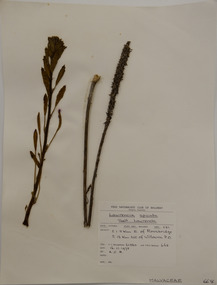Plant specimen, Alexander Clifford Beauglehole, Lawrencia spicata Hook, 16/11/1978
