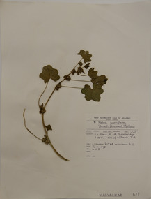 Plant specimen, Alexander Clifford Beauglehole, Malva parviflora L, 16/11/1978