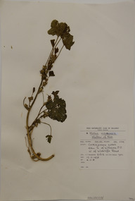 Plant specimen, Alexander Clifford Beauglehole, Malva nicaeensis All, 17/11/1978