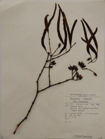 Plant specimen, Alexander Clifford Beauglehole, Amyema miquelii (Lehm. ex Miq.) Tiegh, 26/10/1978