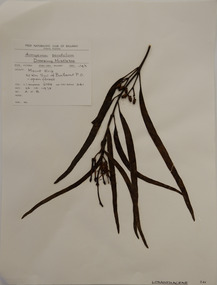 Plant specimen, Alexander Clifford Beauglehole, Amyema pendula (Sieber ex Spreng.) Tiegh, 26/10/1978