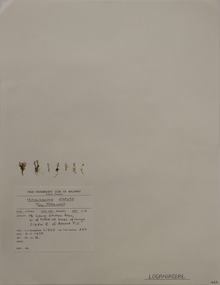 Plant specimen, Alexander Clifford Beauglehole, Phyllangium distylis (F.Muell.) Dunlop, 3/11/1978