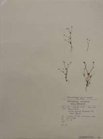 Plant specimen, Alexander Clifford Beauglehole, Mitresacme paradoxa, 26/10/1978