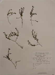 Plant specimen, Alexander Clifford Beauglehole, Mitrasacme pilosa Labill, 5/11/1978
