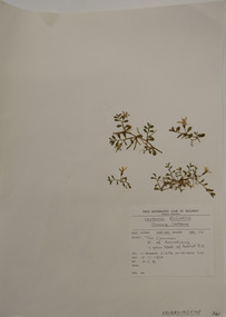 Plant specimen, Alexander Clifford Beauglehole, Isotoma fluviatilis (R.Br.) F.Muell. ex Benth, 2/11/1978