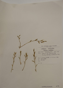 Plant specimen, Alexander Clifford Beauglehole, Lobelia pratioides Benth, 16/11/1978