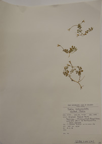 Plant specimen, Alexander Clifford Beauglehole, Lobelia pedunculata R.Br, 25/10/1978