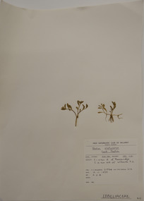 Plant specimen, Alexander Clifford Beauglehole, Lobelia irrigua R.Br, 16/11/1978