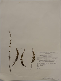 Plant specimen, Alexander Clifford Beauglehole, Lindsaea linearis Sw, 21/11/1978