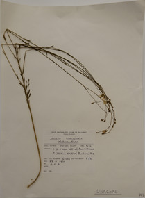 Plant specimen, Alexander Clifford Beauglehole, Linum marginale A.Cunn. ex Planch, 23/11/1978