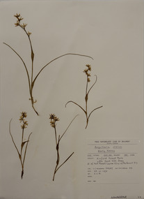 Plant specimen, Alexander Clifford Beauglehole, Wurmbea dioica subsp. dioica, 23/10/1978
