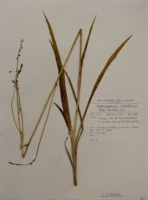Plant specimen, Alexander Clifford Beauglehole, Arthropodium milleflorum (DC.) J.F.Macbr, 21/11/1978