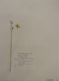 Plant specimen, Alexander Clifford Beauglehole, Bulbine bulbosa (R.Br.) Haw, 27/10/1978