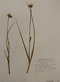Plant specimen, Alexander Clifford Beauglehole, Burchardia umbellata R.Br, 23/10/1978