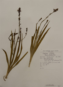 Plant specimen, Alexander Clifford Beauglehole, Caesia parviflora var. vittata (R.Br.) R.J.F.Hend, 17/10/1978