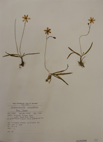 Plant specimen, Alexander Clifford Beauglehole, Chamaescilla corymbosa (R.Br.) F.Muell. ex Benth, 23/10/1978