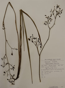 Plant specimen, Alexander Clifford Beauglehole, Dianella revoluta R.Br, 23/10/1978