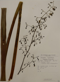 Plant specimen, Alexander Clifford Beauglehole, Dianella tasmanica, 23/11/1978