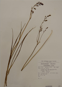Plant specimen, Alexander Clifford Beauglehole, Arthropodium strictum R.Br, 26/10/1978