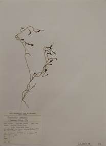 Plant specimen, Alexander Clifford Beauglehole, Thysanotus patersonii R.Br, 23/10/1978