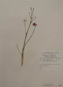 Plant specimen, Alexander Clifford Beauglehole, Thysanotus tuberosus R.Br, 25/11/1978