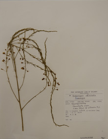 Plant specimen, Alexander Clifford Beauglehole, Asparagus officinalis L, 17/11/1978