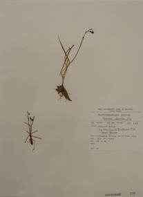 Plant specimen, Alexander Clifford Beauglehole, Arthropodium minus R.Br, 27/10/1978