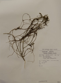 Plant specimen, Alexander Clifford Beauglehole, Cassytha glabella R.Br, 1/11/1978