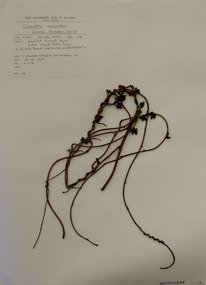 Plant specimen, Alexander Clifford Beauglehole, Cassytha melantha R.Br, 23/10/1978