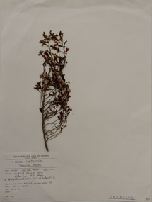 Plant specimen, Alexander Clifford Beauglehole, Erica lusitanica Rudolphi, 23/10/1978