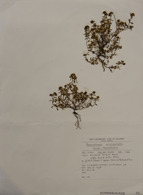 Plant specimen, Alexander Clifford Beauglehole, Poranthera microphylla Brongn, 23/10/1978