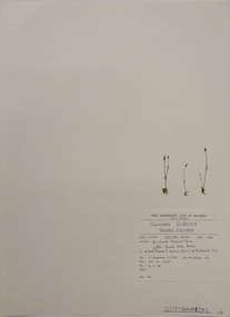 Plant specimen, Alexander Clifford Beauglehole, Cicindea filiformis, 23/10/1978