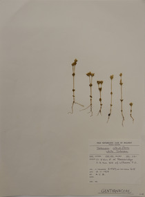 Plant specimen, Alexander Clifford Beauglehole, Sebaea albidiflora F.Muell, 16/11/1978