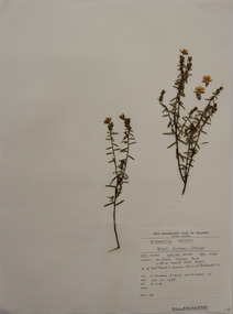 Plant specimen, Alexander Clifford Beauglehole, Hibbertia stricta, 23/10/1978