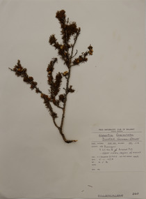 Plant specimen, Alexander Clifford Beauglehole, Hibbertia fasciculata R.Br. ex DC, 5/11/1978