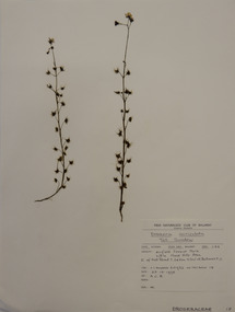 Plant specimen, Alexander Clifford Beauglehole, Drosera auriculata Backh. ex Planch, 23/10/1978