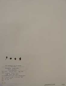 Plant specimen, Alexander Clifford Beauglehole, Drosera pygmaea DC, 23/10/1978