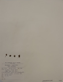 Plant specimen, Alexander Clifford Beauglehole, Drosera pygmaea DC, 23/10/1978